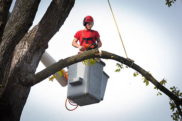 Best Commercial Tree Services  in Holiday Island, AR